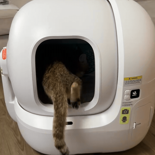 Katze betritt die CleanSphere Pro – Demo