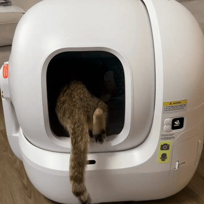 Katze betritt die CleanSphere Pro – Demo
