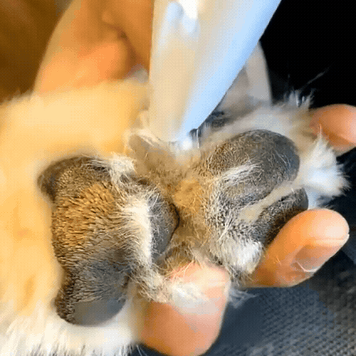 Trimmer zwischen den Pfotenballen