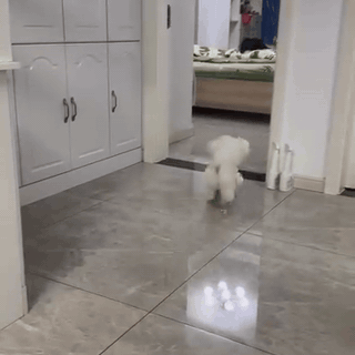 gif — Schwingball™ – Interaktives Hängespielzeug für Hunde mit elastischem Spielseil und Haken